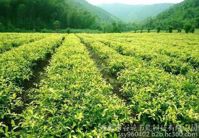 廣東谷輪茶葉烘干機(jī)、茶葉烘干房、節(jié)電節(jié)能設(shè)備、箱式干燥設(shè)備